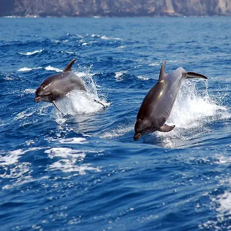 Lejlighed Torres Del Sol - Cristianos *